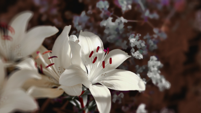 Baltas lilijas 