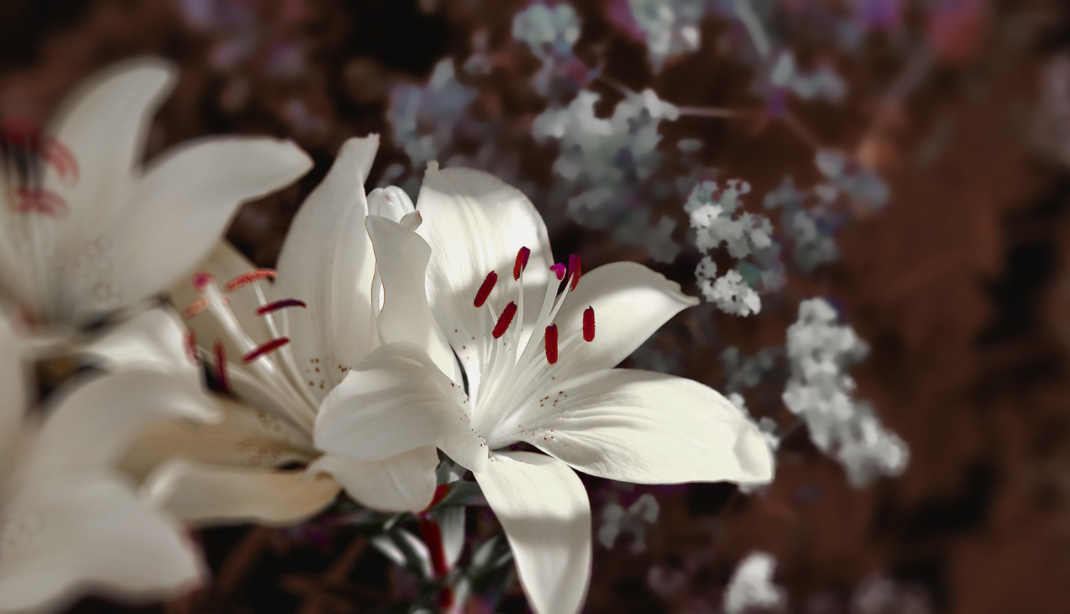 Baltas lilijas 
