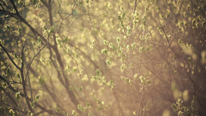 Valsts prezidenta Egila Levita un Andras Levites apsveikums Lieldienās