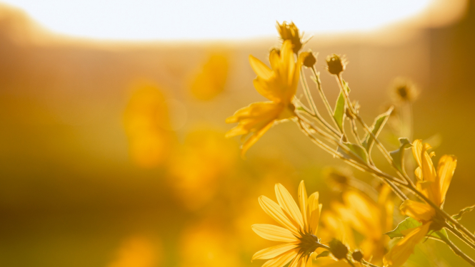 Tompinambūri saules gaismā