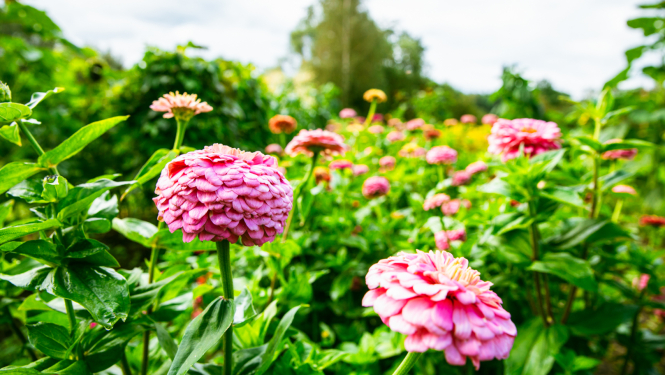 Valsts prezidenta Edgara Rinkēviča apsveikums Zinību dienā