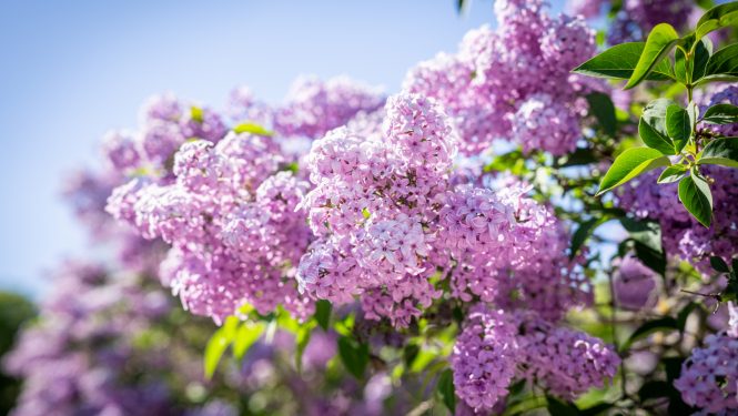 Valsts prezidenta Edgara Rinkēviča apsveikums Mātes dienā 