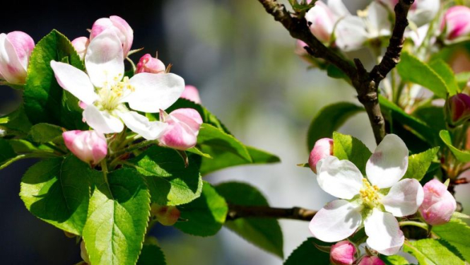 Valsts prezidenta Raimonda Vējoņa un Ivetas Vējones apsveikums Mātes dienā