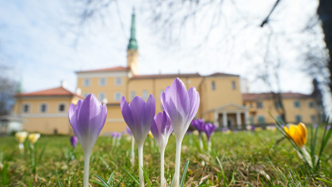Krokusi pils dārzā