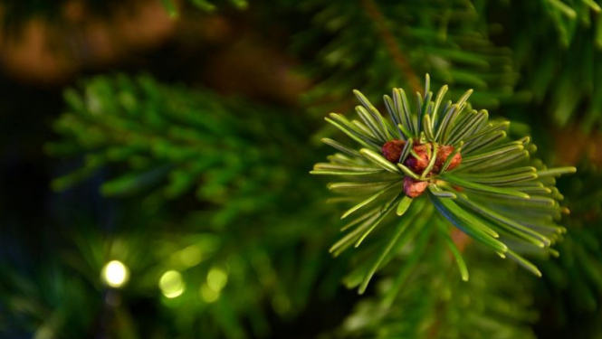 Valsts prezidents Raimonds Vējonis sveic Latvijas pareizticīgos un vecticībniekus Ziemassvētkos
