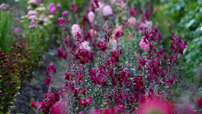 Valsts prezidenta Edgara Rinkēviča apsveikums Skolotāju dienā 