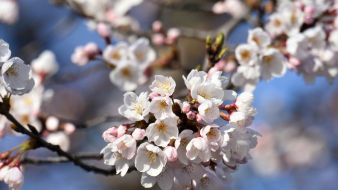 Valsts prezidenta Raimonda Vējoņa un Ivetas Vējones apsveikums Mātes dienā