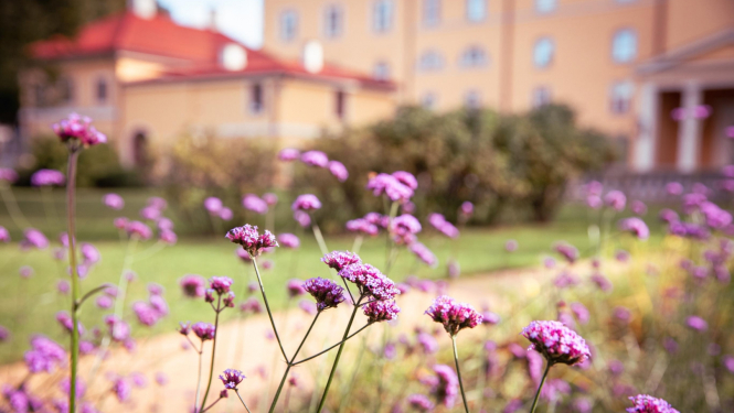 Rudens ziedi pie Rīgas pils