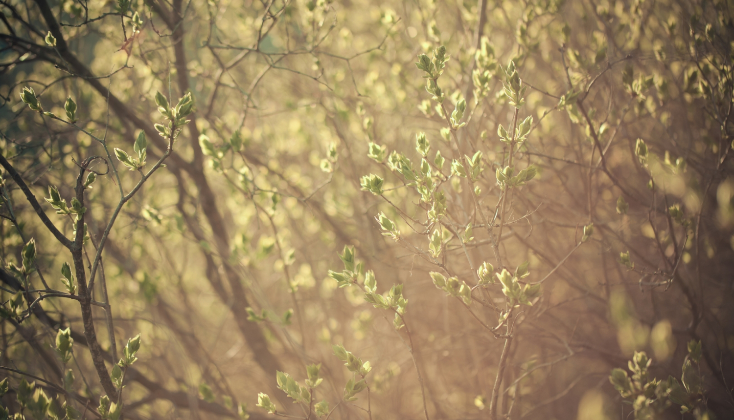 Valsts prezidenta Egila Levita un Andras Levites apsveikums Lieldienās