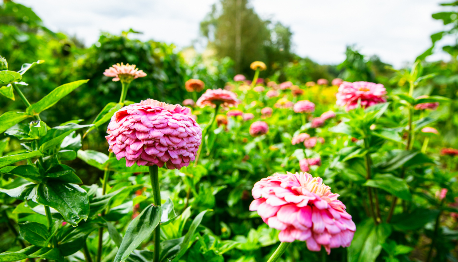 Valsts prezidenta Edgara Rinkēviča apsveikums Zinību dienā