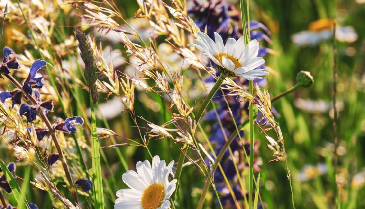 Valsts prezidenta Raimonda Vējoņa un Ivetas Vējones kundzes apsveikums Līgo svētkos