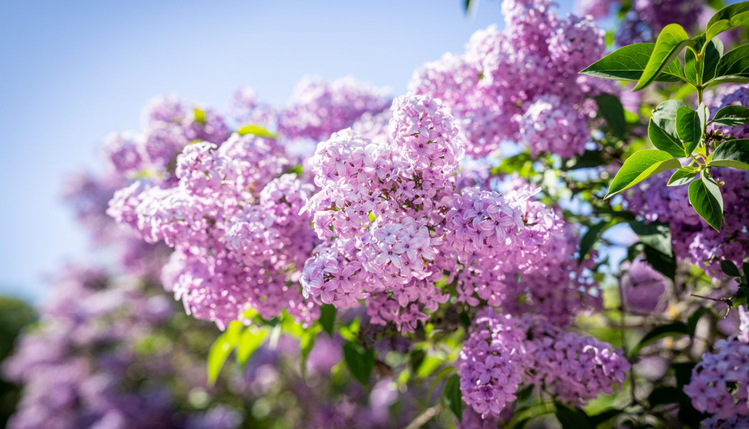 Valsts prezidenta Edgara Rinkēviča apsveikums Mātes dienā 