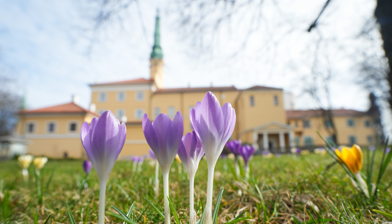 Krokusi pils dārzā