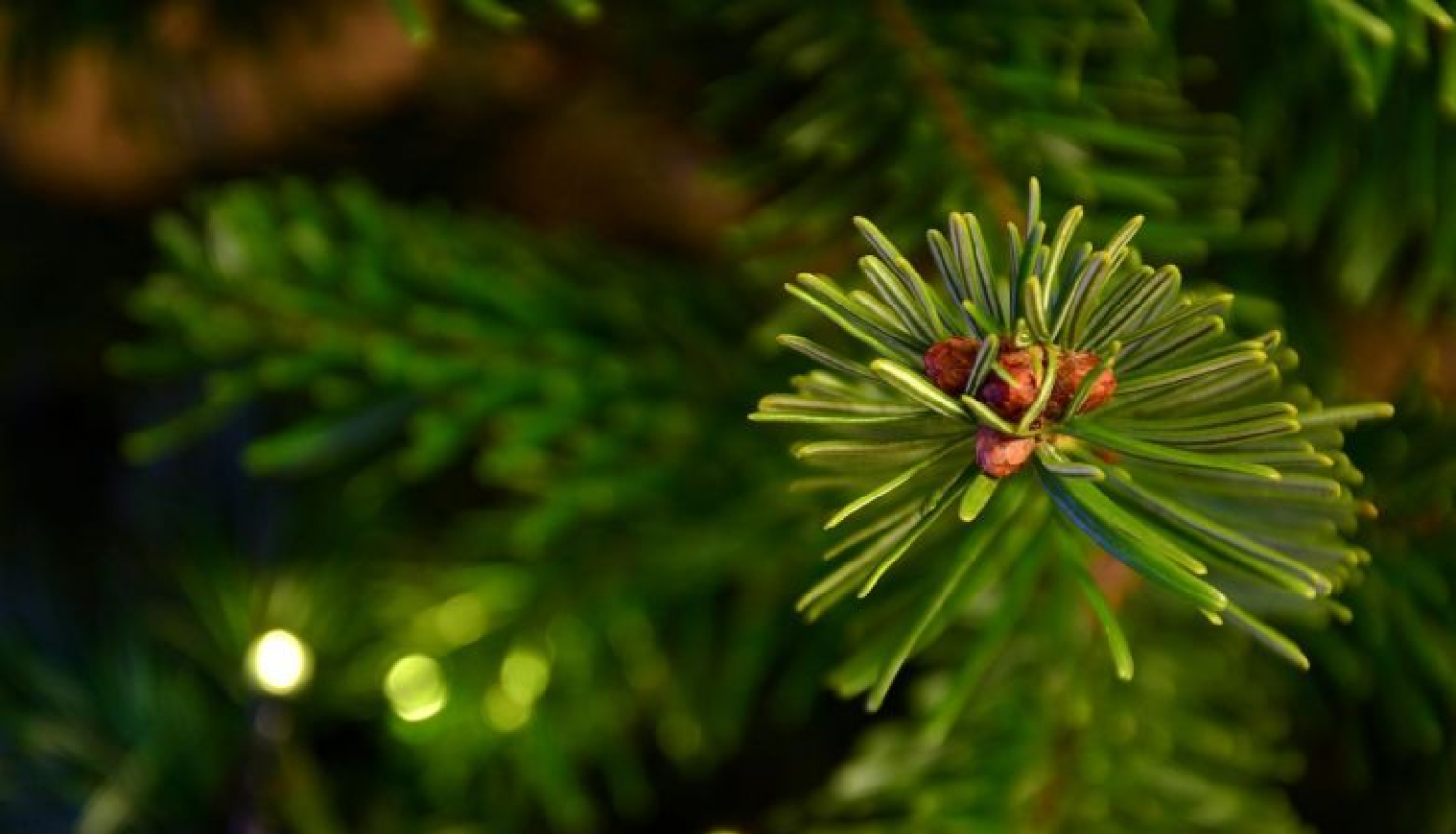 Valsts prezidents Raimonds Vējonis sveic Latvijas pareizticīgos un vecticībniekus Ziemassvētkos