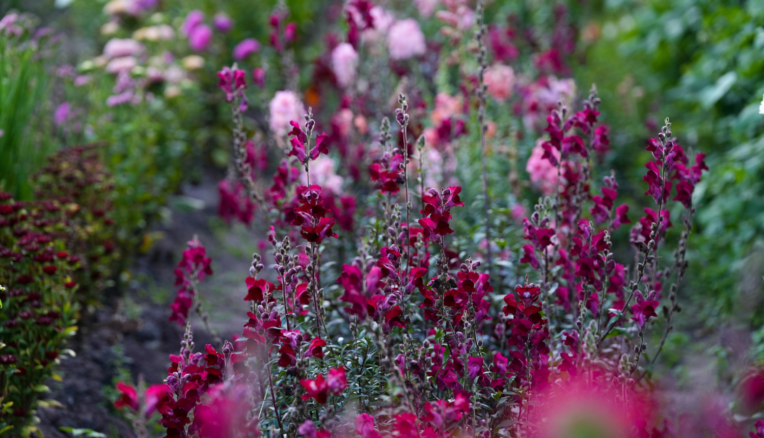 Valsts prezidenta Edgara Rinkēviča apsveikums Skolotāju dienā 