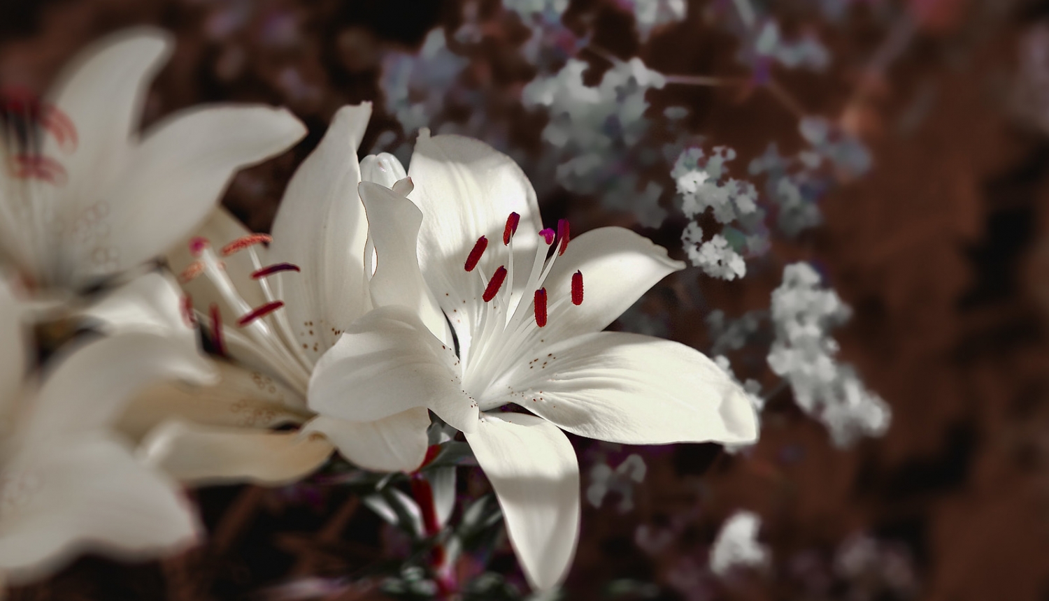 Baltas lilijas 